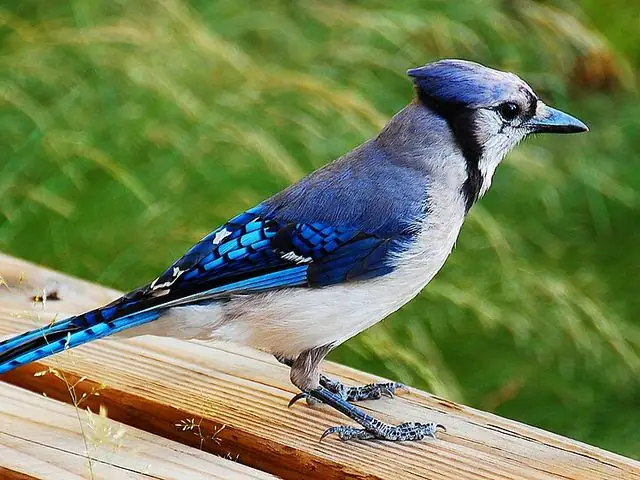 Blue Jay