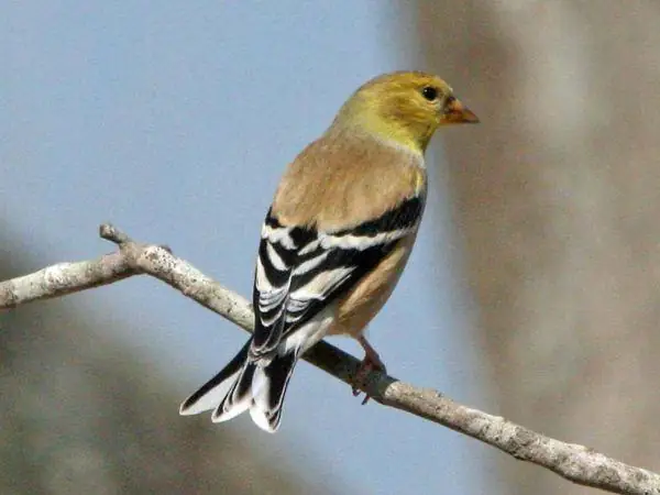 Goldfinch