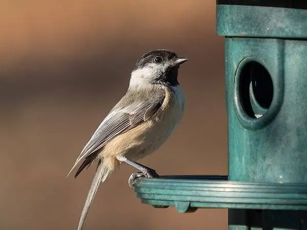 Chickadee
