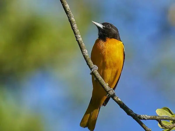 Baltimore Oriole