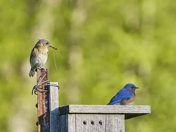 Eastern Bluebird