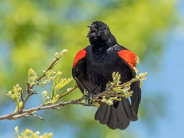 Red-winged Blackbird