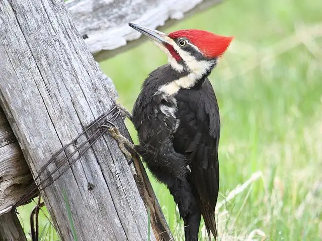 Pileated Woodpecker