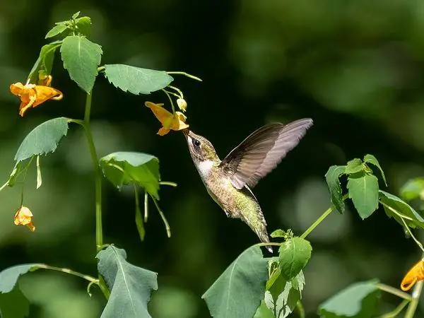 Ruby-throated Hummingbird