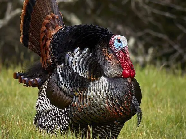 Wild Turkey