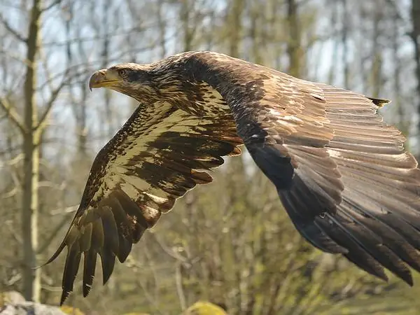 Bald Eagle