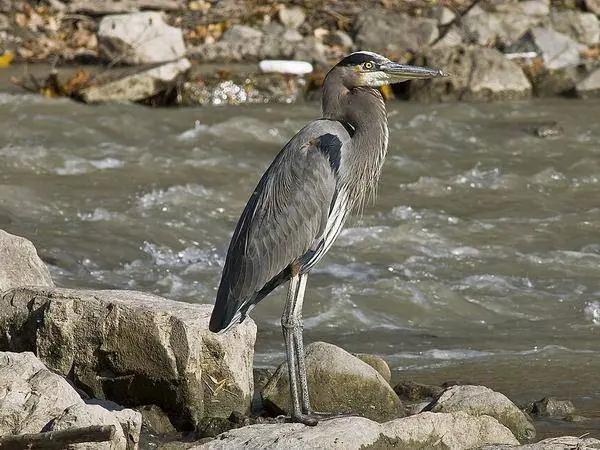 Great Blue Heron