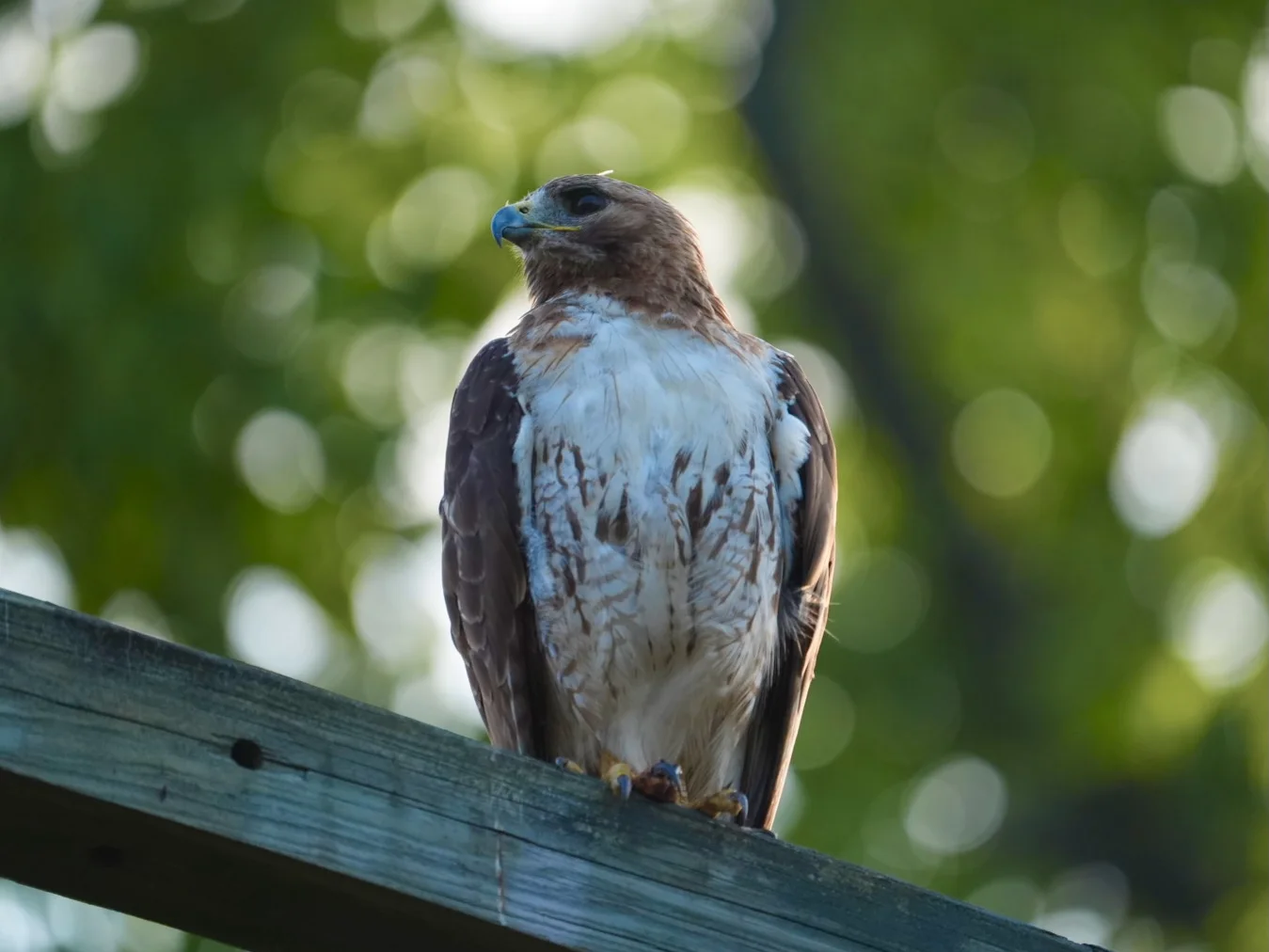 Red-tailed Hawk