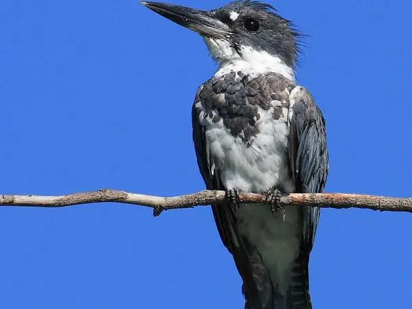 Belted Kingfisher