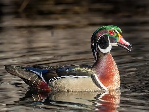 Wood Duck