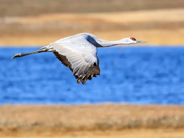 Sandhill Crane