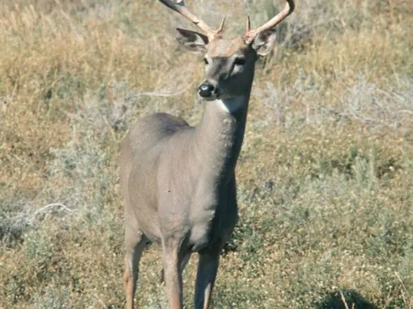 White-tailed Deer