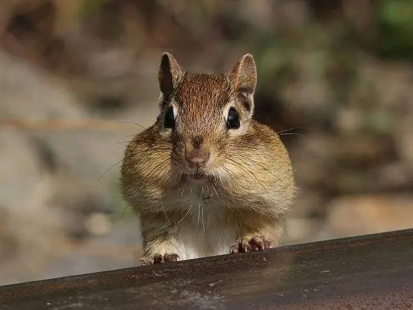 Eastern Chipmunk