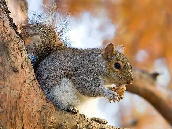 Gray Squirrel