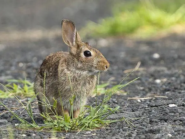 Cottontail Rabbit