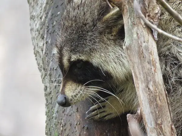 Raccoon