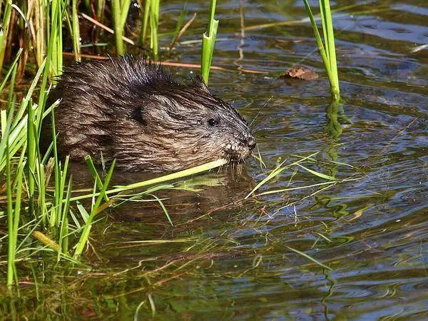 Muskrat