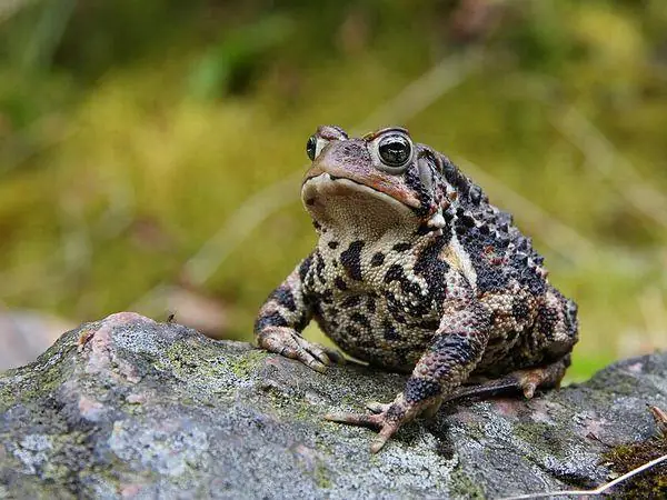 American Toad