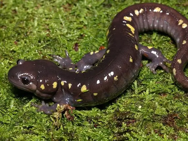 Spotted Salamander