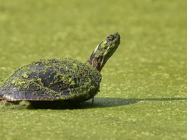 Painted Turtle