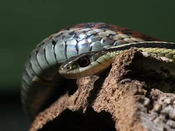 Garter Snake