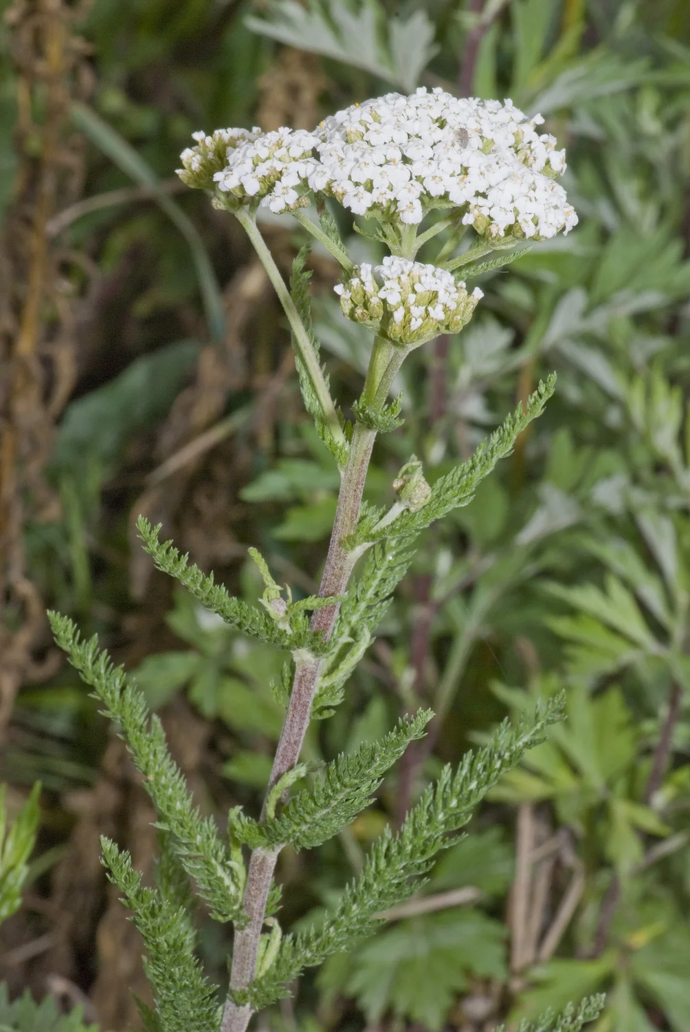 Common Yarrow