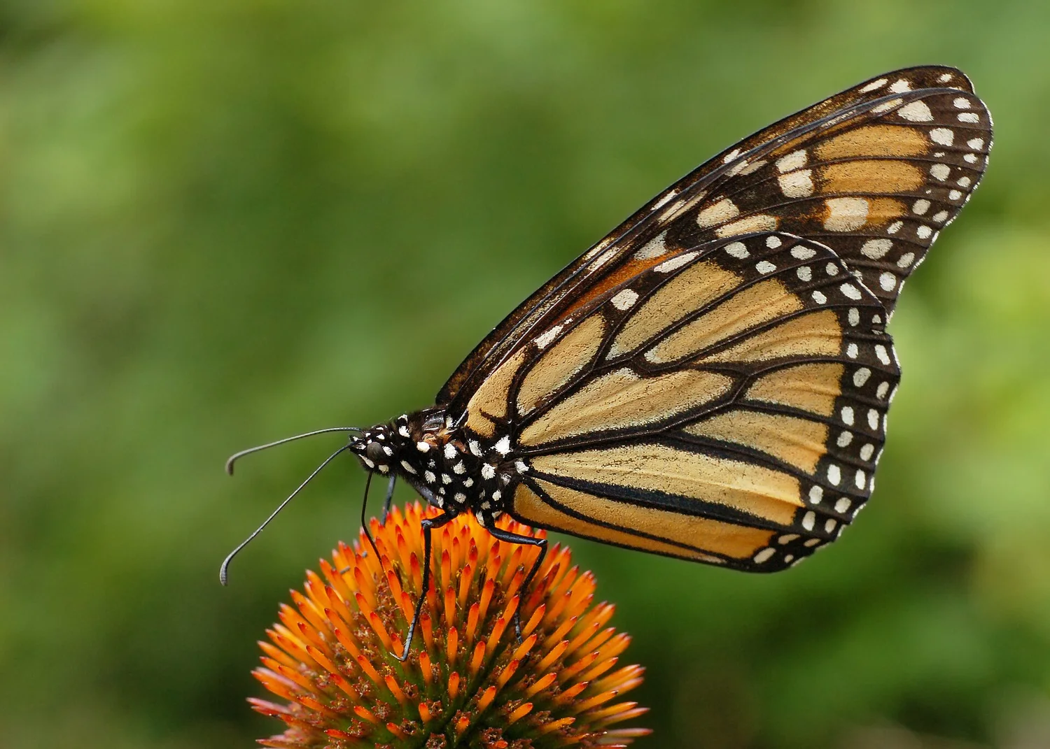 A monarch butterfly nectaring on purple coneflower