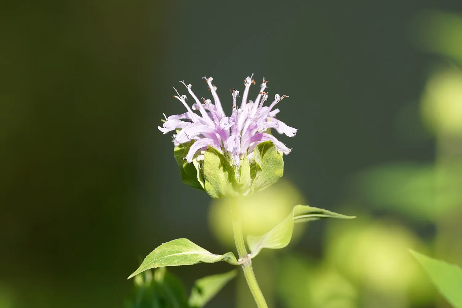 Wild Bergamot