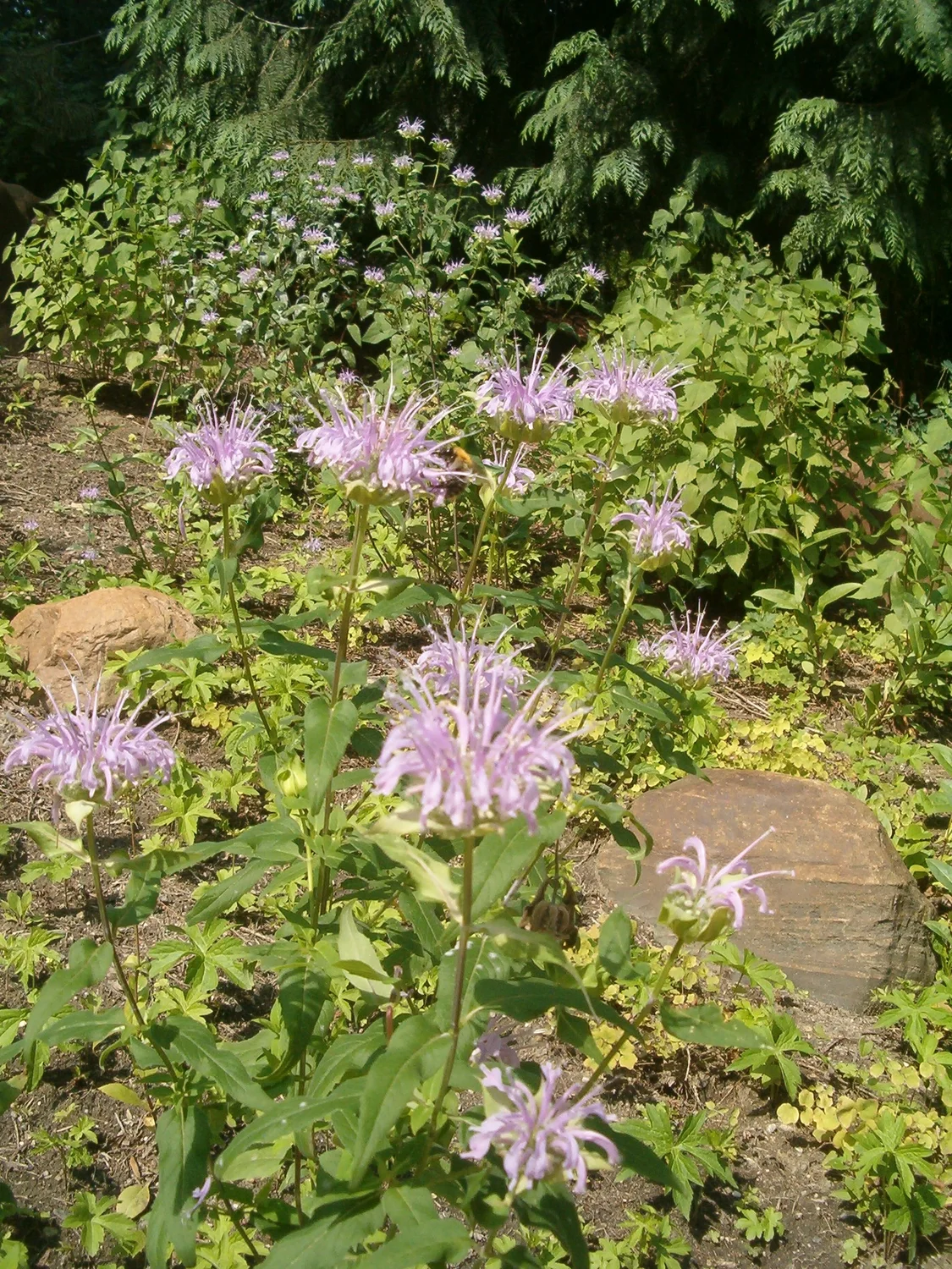 In the wild