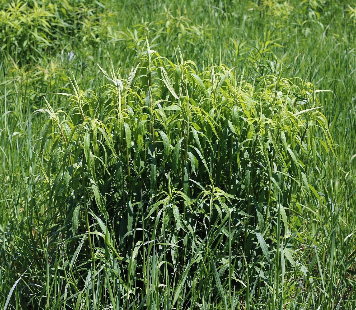 Canada Goldenrod