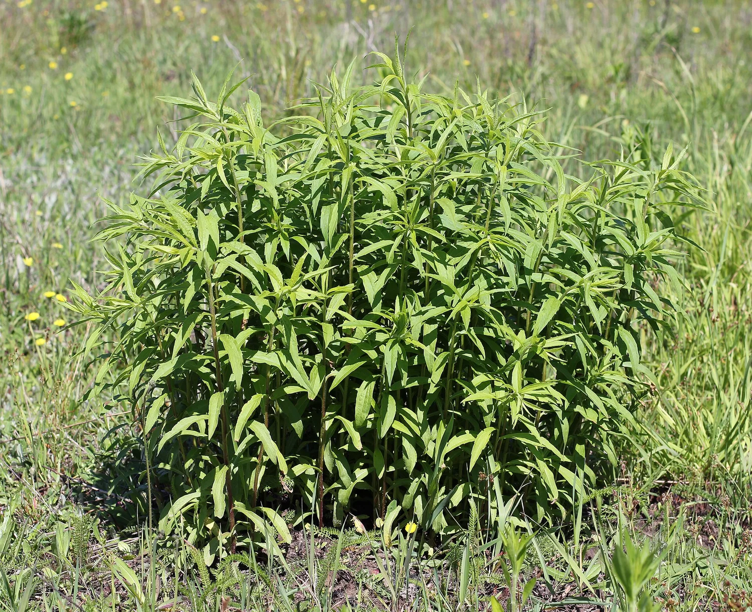 In the wild