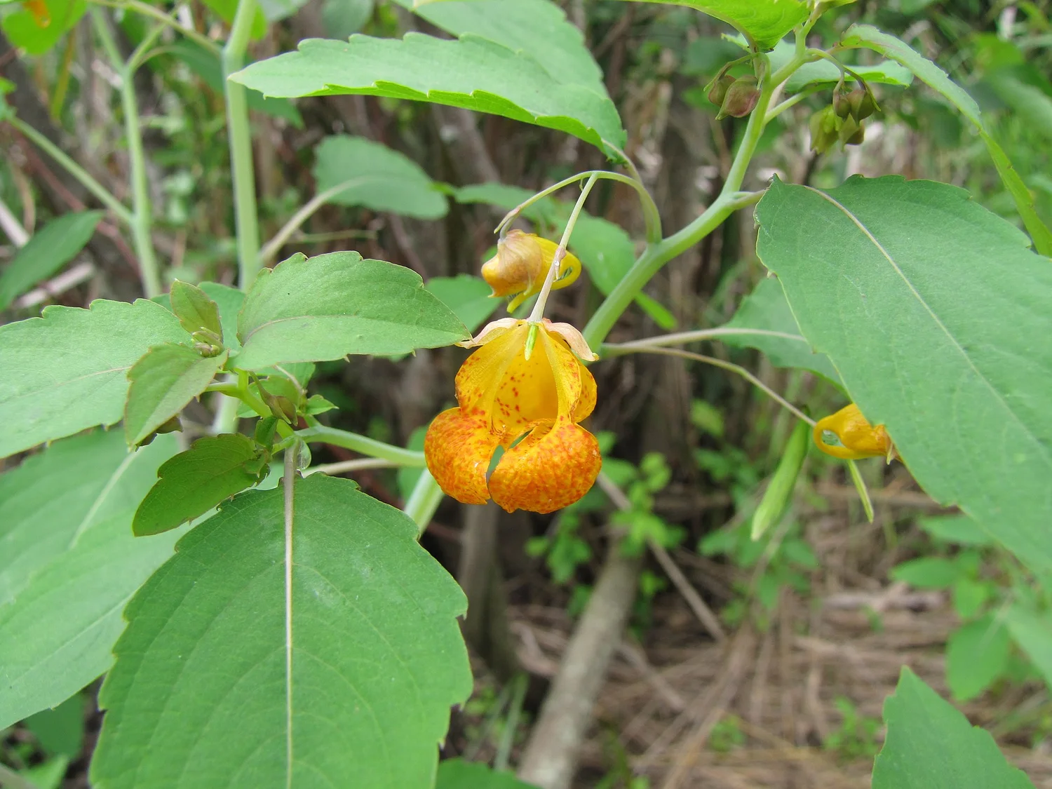 Jewelweed