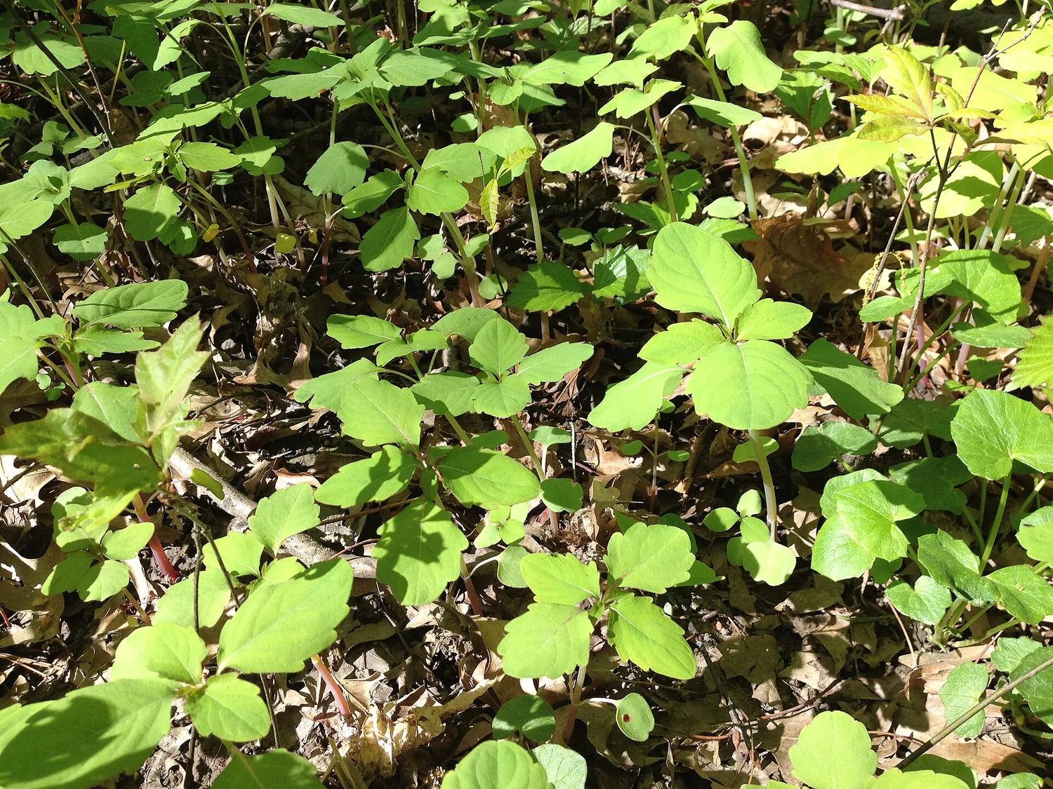 Plant