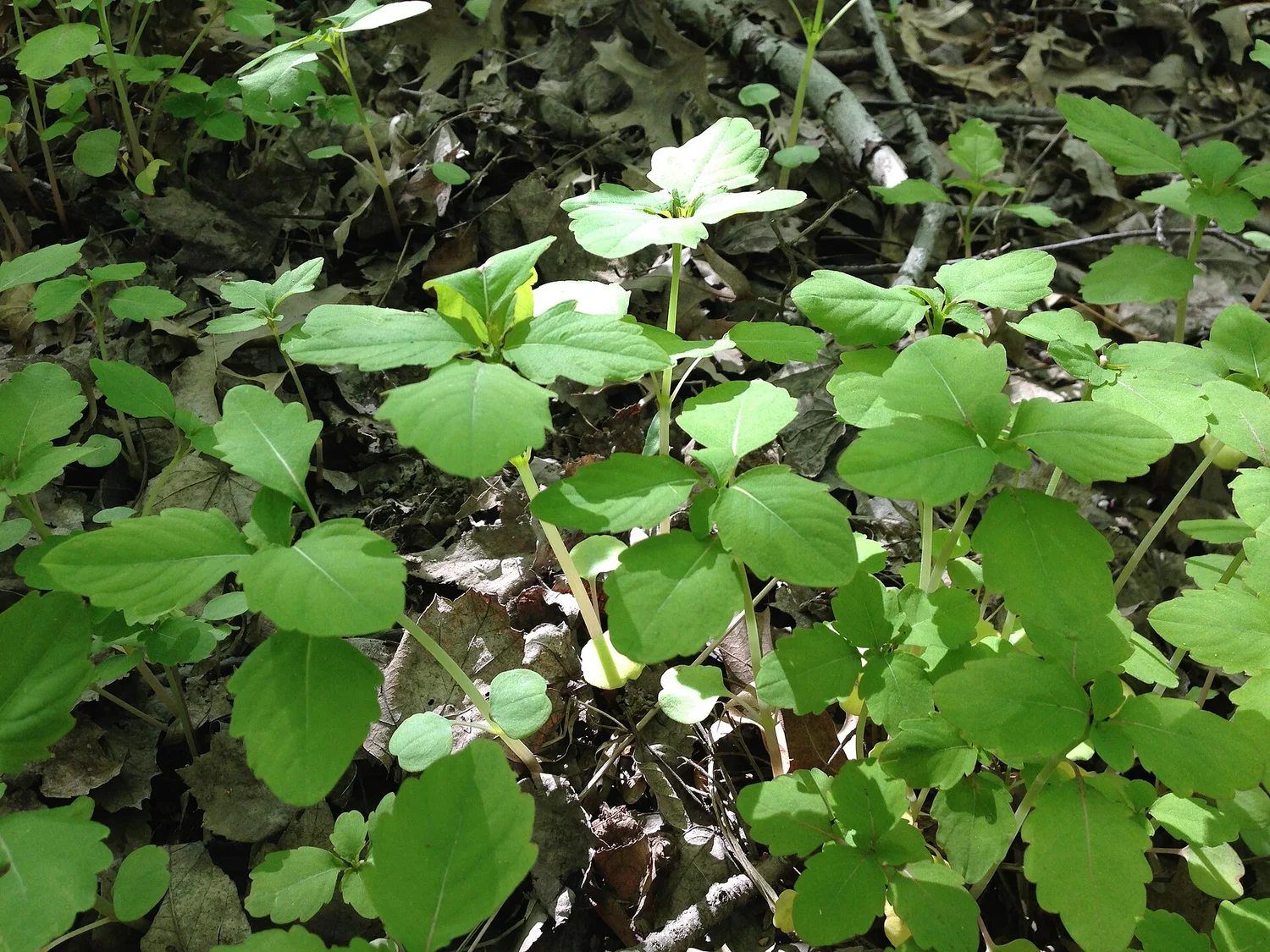 Leaf
