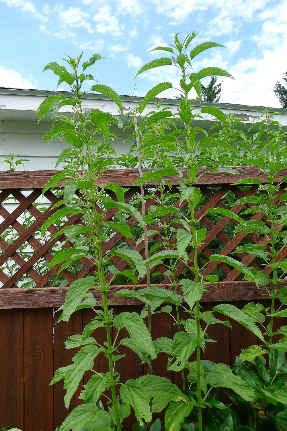Stinging Nettle