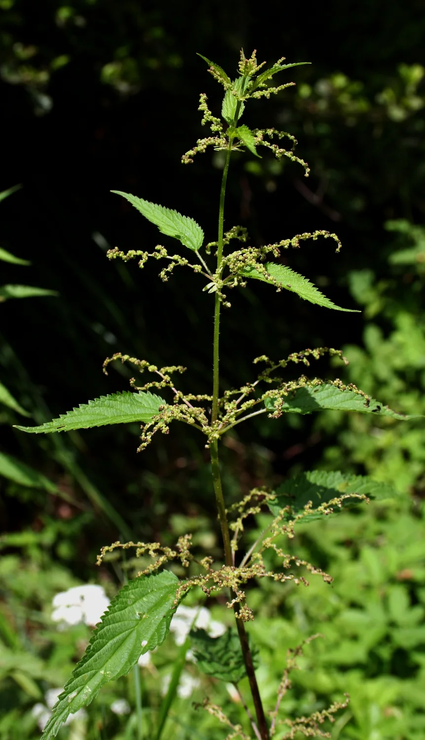 Leaf