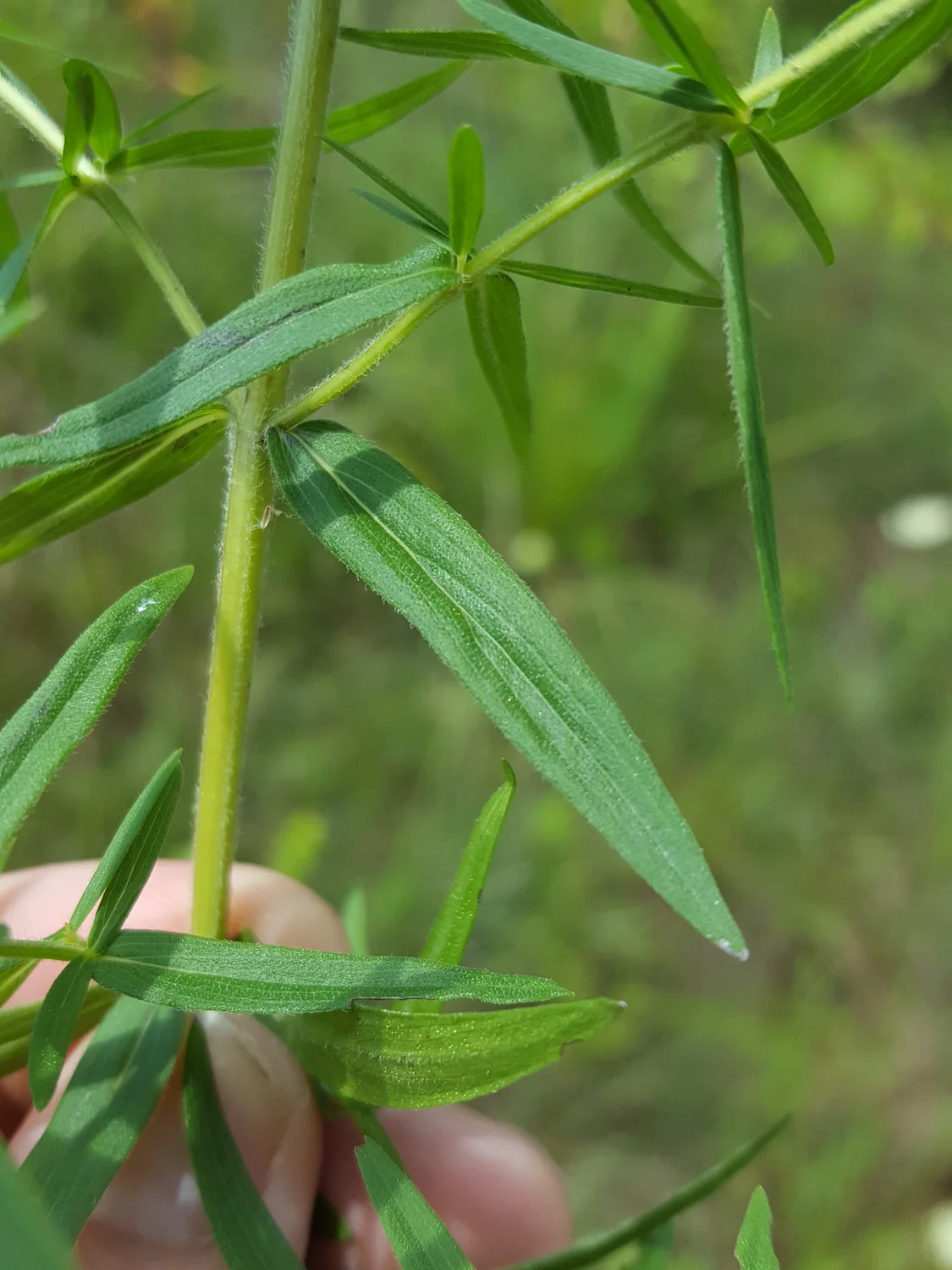 Leaf