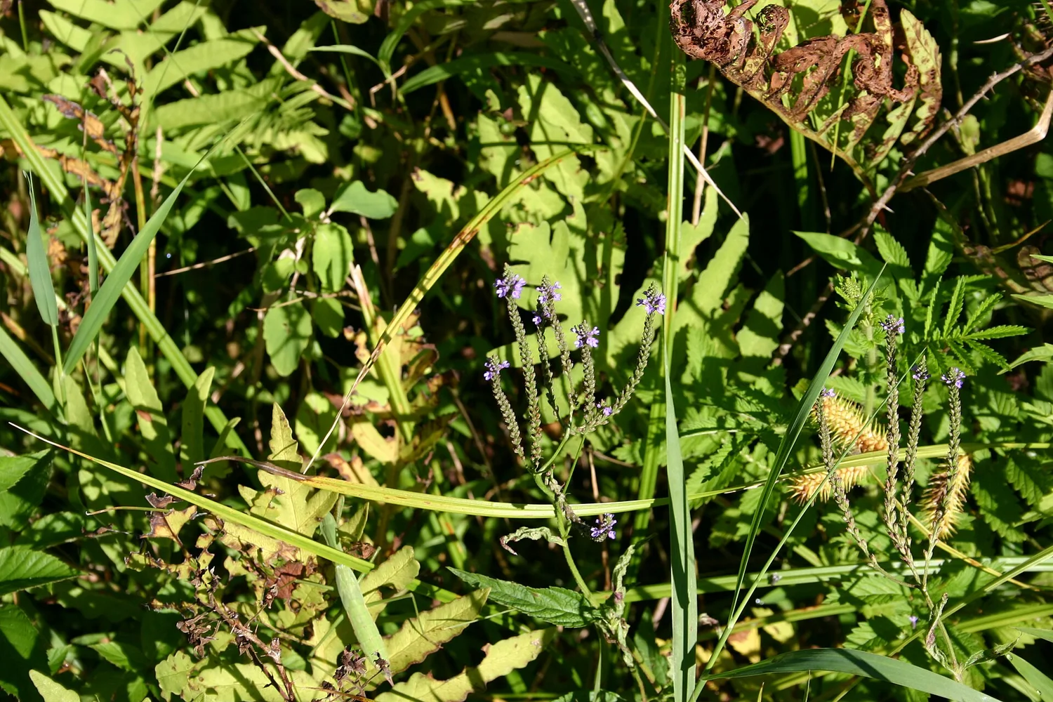 Blue Vervain