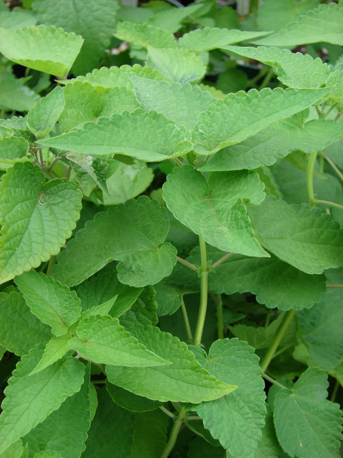 Anise Hyssop