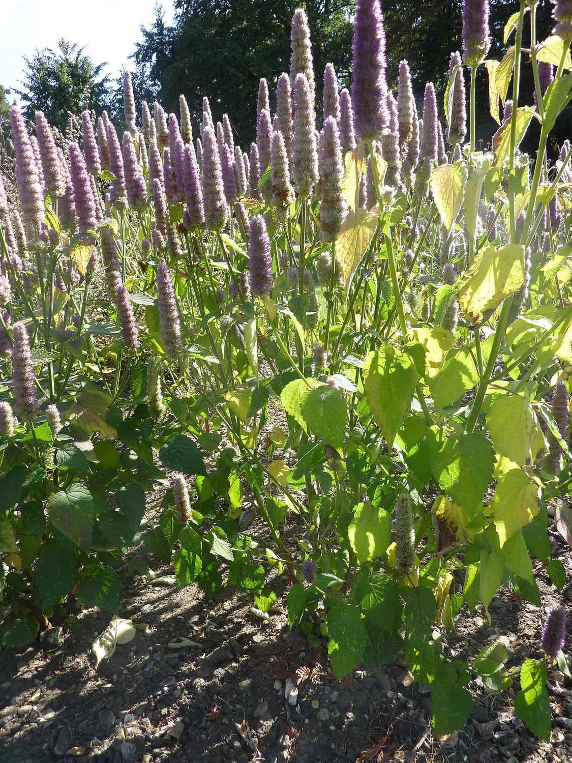 Leaf