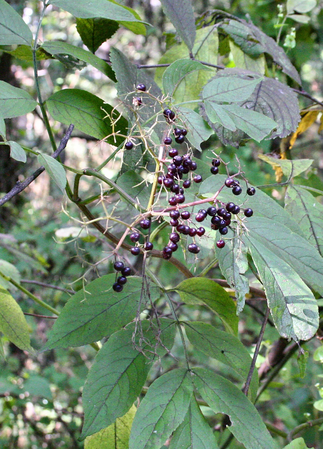 Common Elderberry