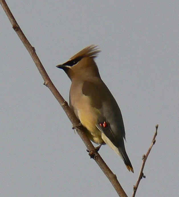 Cedar Waxwing