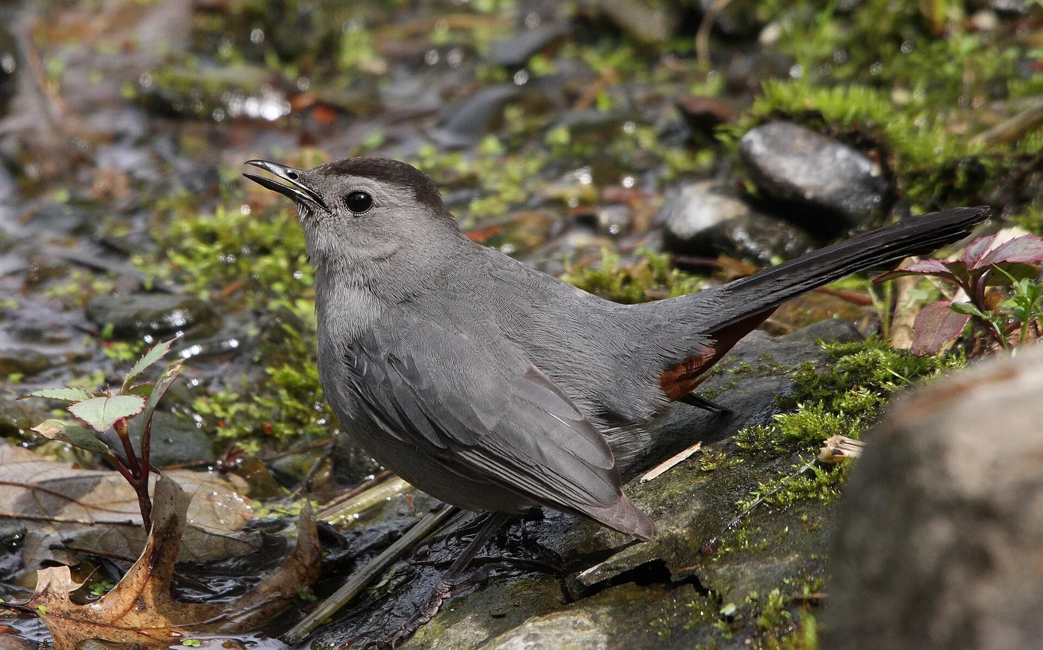 Gray Catbird