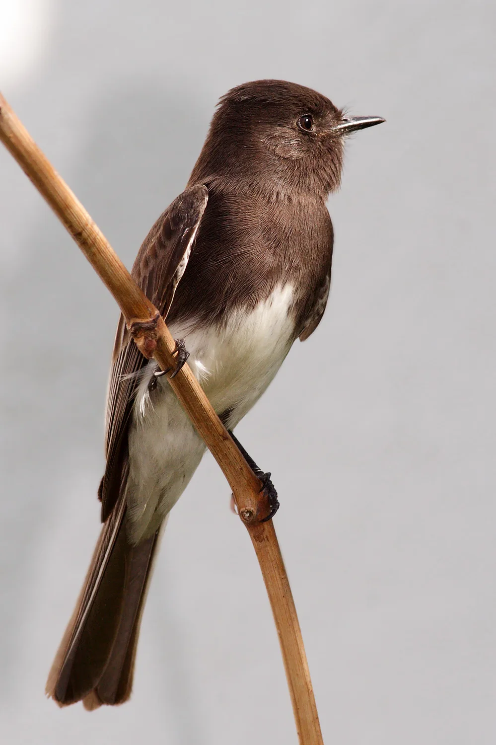 Eastern Phoebe