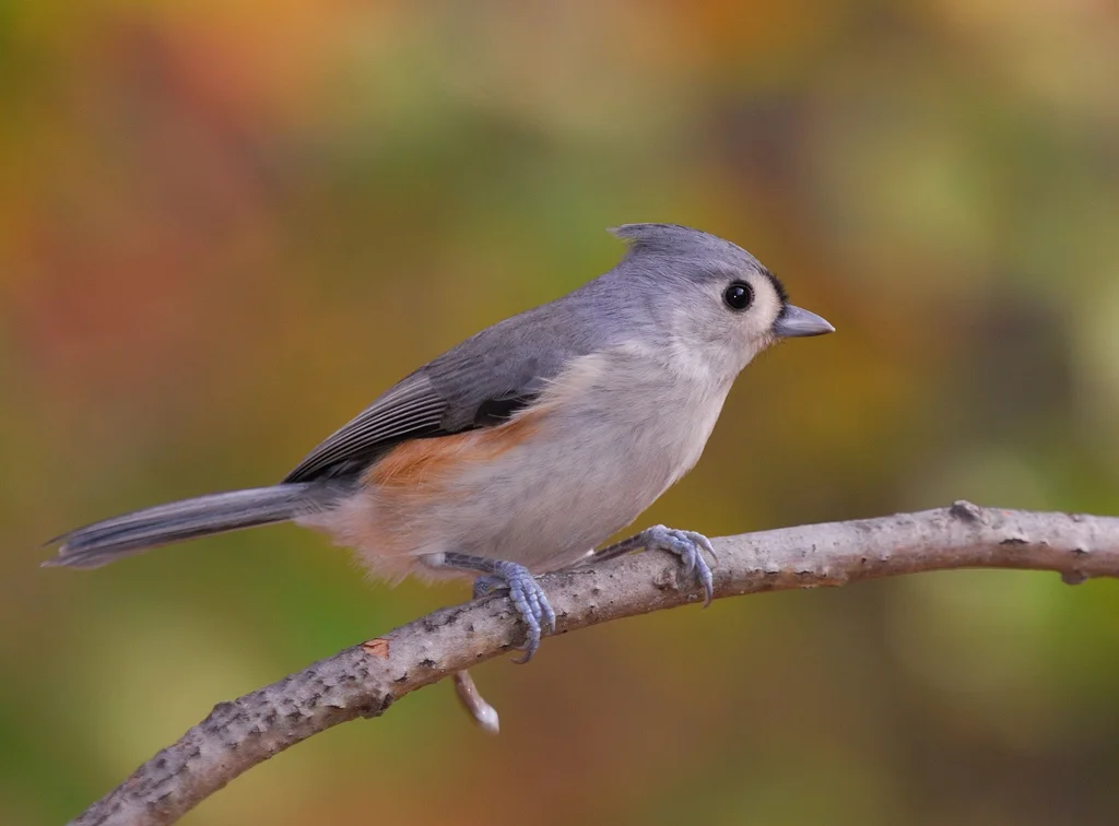 Tufted Titmouse