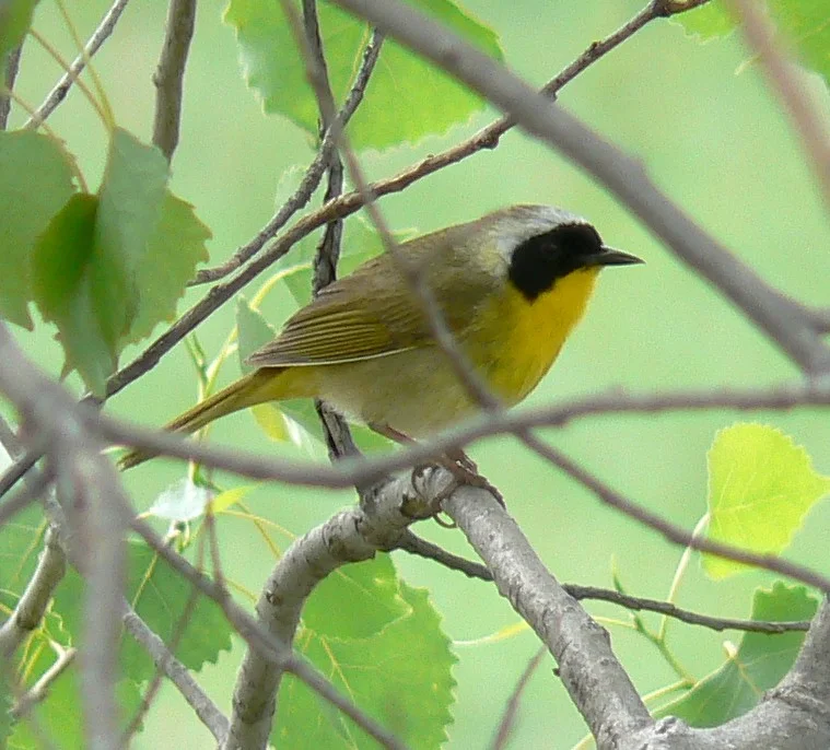 Common Yellowthroat