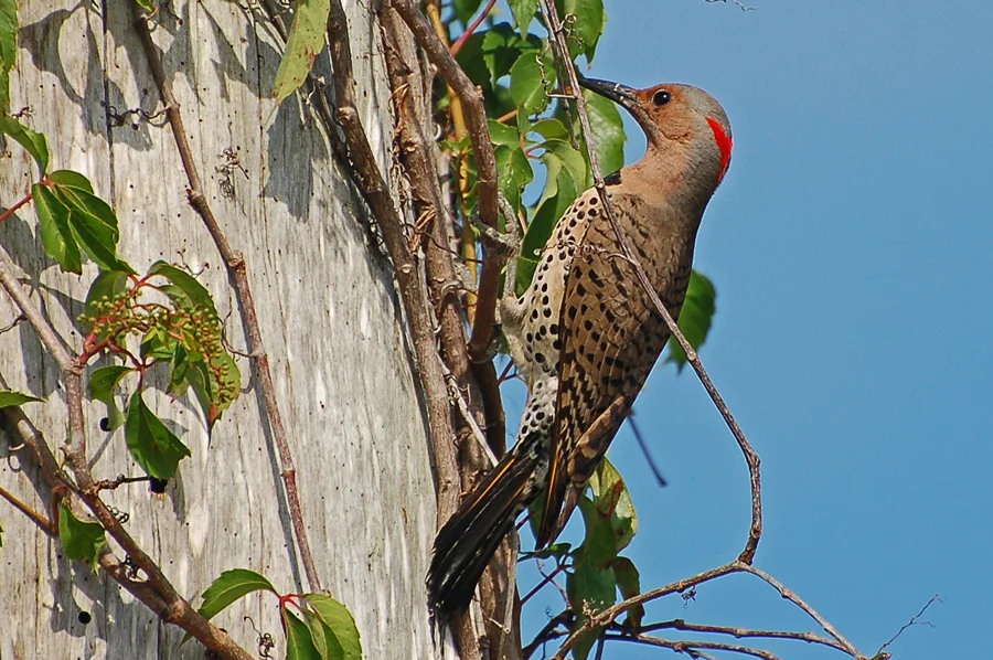 Northern Flicker