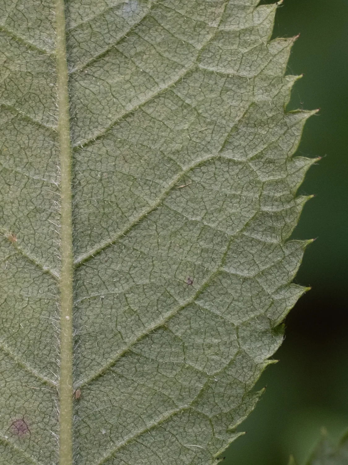 Leaf