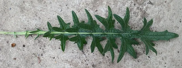 Leaf