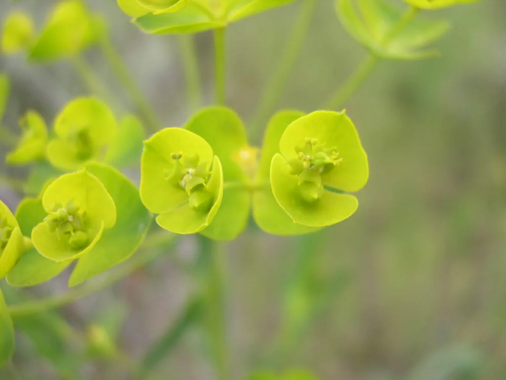 Flower bracts